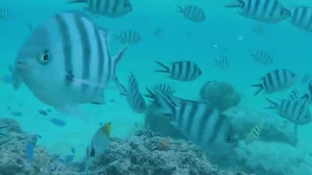 School Different Tropical Multicolored Beautiful Fish Underwater High Quality Fullhd — Video Stock