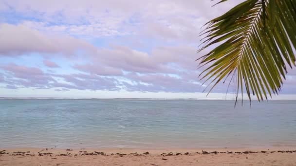 View Ocean Beach Big Palm Leaves High Quality Fullhd Footage — 비디오