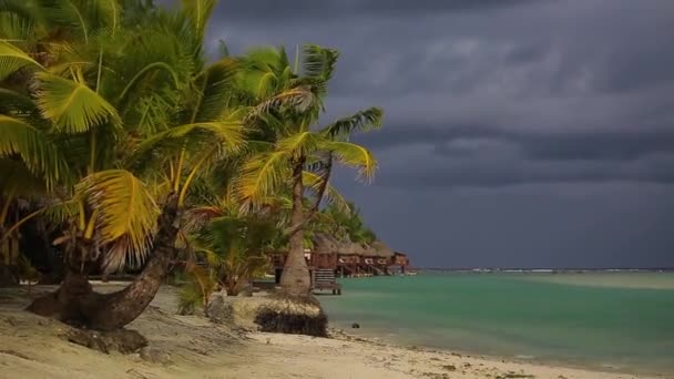 Palm Trees Beach Waving Stormy Weather Hurricane Exotic Islands High — 비디오