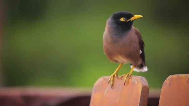Tropical Multicolored Exotic Bird Yellow Beak Sits Fence Flies Away — Vídeos de Stock