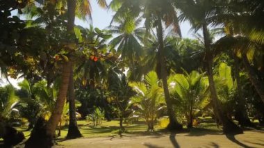 Palmiye ağaçları egzotik Karayip Adalarında güneşli havada park ederler. Yüksek kaliteli FullHD görüntüler