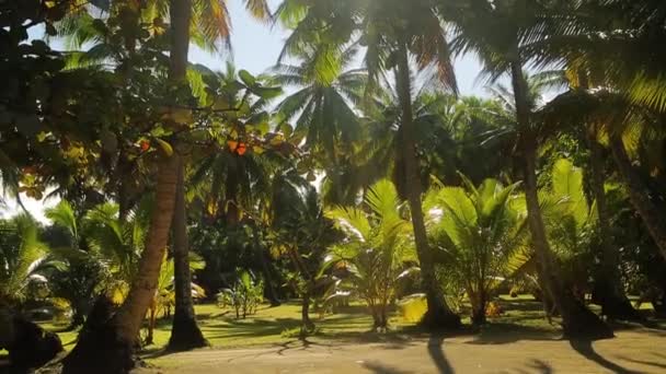 Palm Trees Park Sunny Weather Exotic Carribean Islands High Quality — Stockvideo