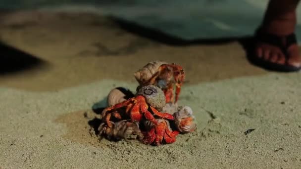 Crab Race Little Crabs Buckets Start Running All High Quality — Stockvideo