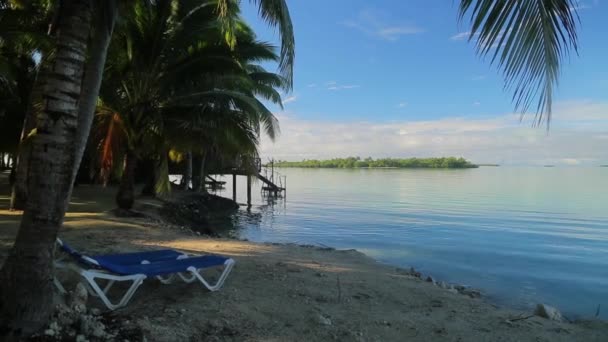 Calm Sandy Beach White Blue Sun Beds Palm Trees Ocean — Stock Video