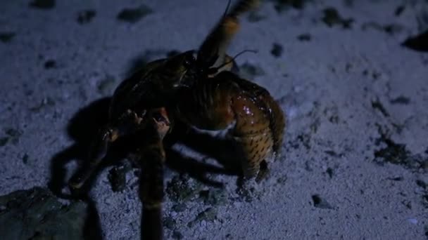 Extraordinary Coconut Crab Palm Thief Sand Light Ray Makes Shadow — Stock Video