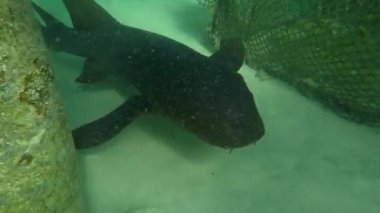 Okyanusta yüzen bir köpekbalığının sualtı çekimleri. Yüksek kaliteli FullHD görüntüler