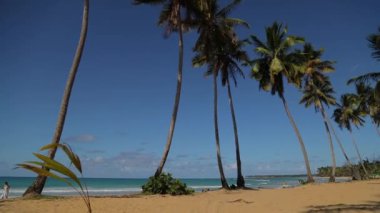 Classical exotic Caribbean beach with tall palms at the wavy ocean. High quality FullHD footage