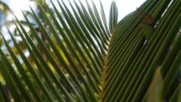Close Palm Tree High Quality Fullhd Footage — Wideo stockowe