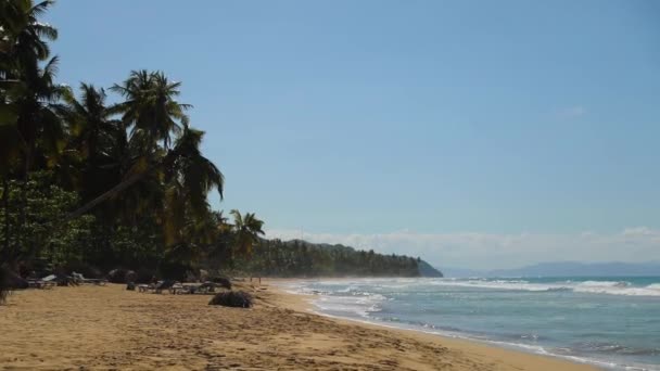 Classical Exotic Caribbean Beach Palms Background Wavy Ocean High Quality — 비디오