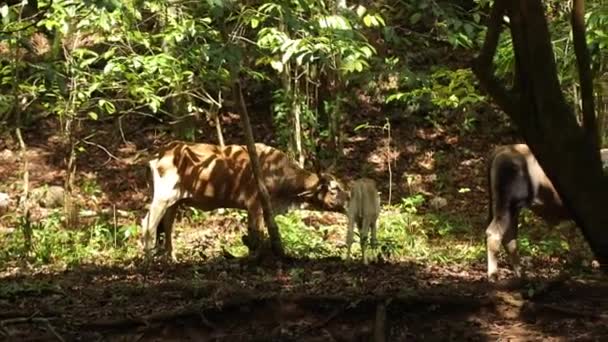 Cow Licks Her Son Little Calf Shady Trees High Quality — Video Stock