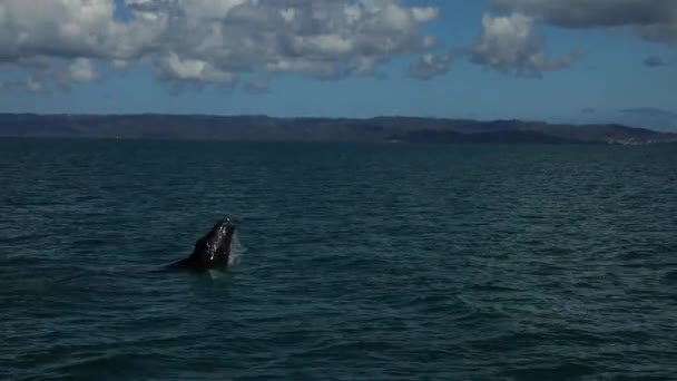 Slow Motion Humpback Whale Breaching Spinning Water High Quality Fullhd — Vídeos de Stock