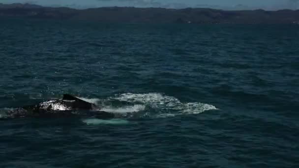 Close Humpback Whale Jumping Breaching Water Dominican Republic High Quality — Stok video