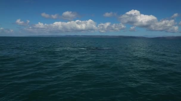 Bultrug Walvissen Kijken Spinnen Breken Het Water Dominicaanse Republiek Hoge — Stockvideo