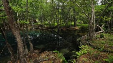 İnanılmaz dağ kristali şeffaf göl, vahşi eğrelti otu ve yeşil bitki örtüsü, kökler. Yüksek kaliteli FullHD görüntüler