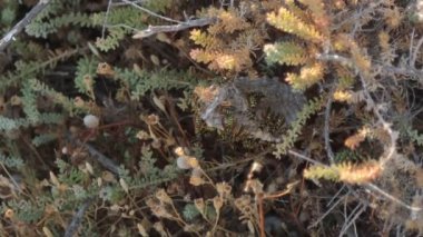Vespiary, bee nest in the green grass, wasp. High quality FullHD footage