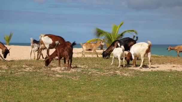 Group Goats Pluck Grass Amazing Caribbean Beach Palms Ocean High — 图库视频影像