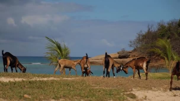 Six Goats Pluck Eating Grass Amazing Background Ocean Palms High — 图库视频影像