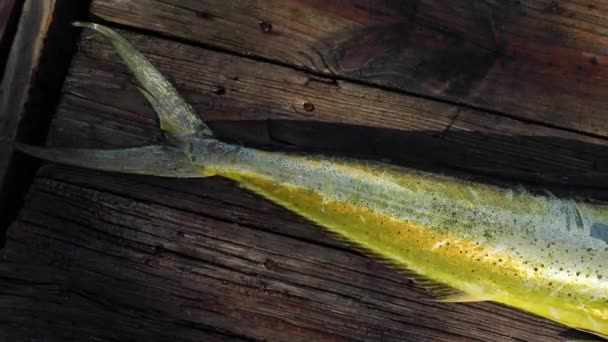 Beautiful Fresh Mahi Mahi Fish Bright Yellow Colors Lay Wooden — Stockvideo