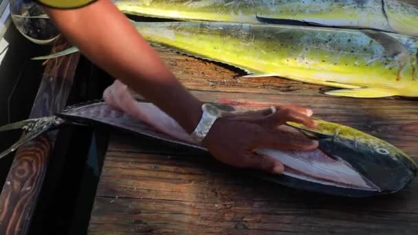 Mans Hand Cut Beautiful Fresh Mahi Mahi Fish Splitting Fillet — Vídeo de stock