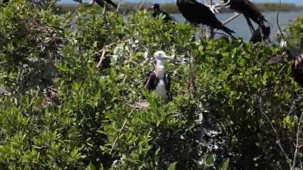 Family Frigate Birds Nesting Green Bushes Ocean High Quality Fullhd — Vídeos de Stock
