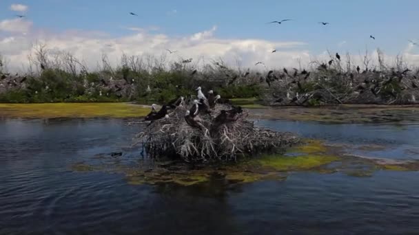 Family Frigate Birds Nesting Dry Bushes Water Birds Reserve High — стоковое видео