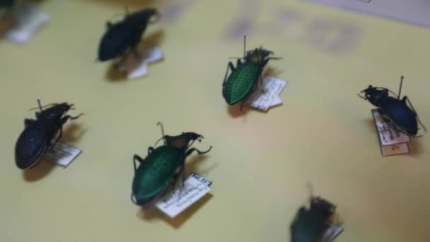 Collection Dried Dead Beetles Different Colors Sizes High Quality Fullhd — Stock Video