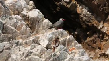 Black and white bird with red beak sitting on rock in ocean Ballestas islands. High quality FullHD footage