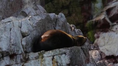 Lonely sea lions, seals close up laying on rock, sunny ocean, Ballestas islands. High quality FullHD footage