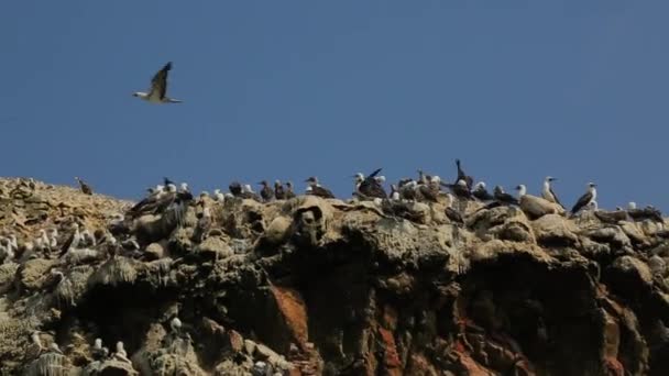 Many Black White Birds Sitting Rock Ocean Peru High Quality — стоковое видео