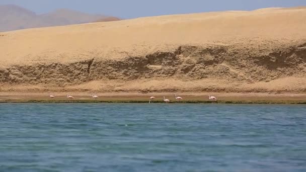 Pink Flamingos Standing Shore Ocean Water Peru High Quality Fullhd — Stockvideo