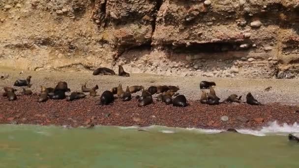 Group Sea Lions Seals Laying Beach Ocean Ballestas Islands High — 비디오