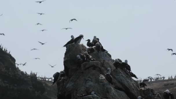 Многие Черные Белые Птицы Сидят Скале Океане Перу Островах Баллестас — стоковое видео