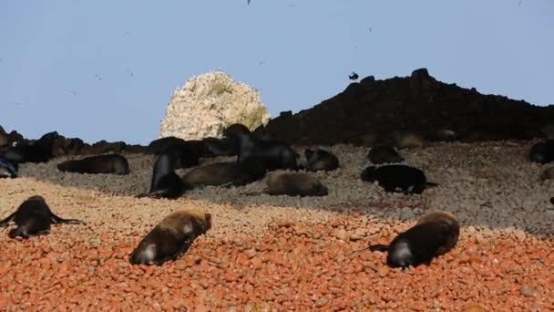 Ομάδα Θαλάσσιων Λιονταριών Φώκιες Ξαπλωμένες Βραχώδη Παραλία Στα Νησιά Μπαλέστα — Αρχείο Βίντεο