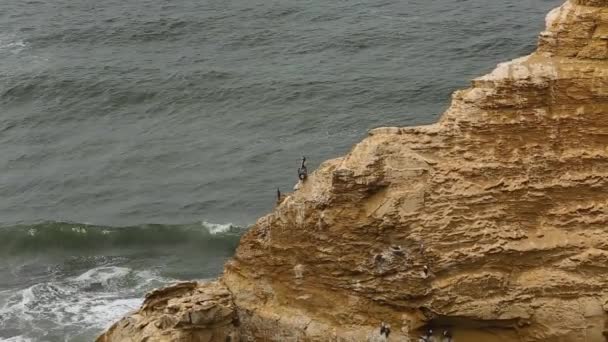 Black White Birds Sitting Yellow Rock Ocean Ballestas Islands High — Stock Video