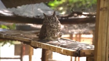The thoughtful grey owl with big ears sits on a bench looking to camera. High quality FullHD footage