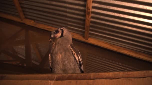 Thoughtful Gray Striped Owl Big Ears Hunted Dead Mouse Holds — Stock Video