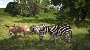 Group of two zebras pluck grass in company of little donkey, wideshot..