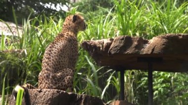 African cheetah rear view, sniffing the tree in the national reserve park..
