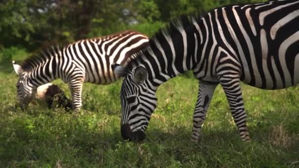 Group Two Zebras Pluck Eat Green Grass Moving His Mane — Vídeo de Stock