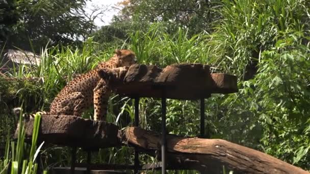 African Cheetah Sitting Tree Looking National Reserve Park — Video Stock