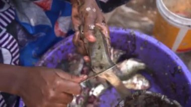 Womans hands gutt fish, cut off head, tail, preparation cooking, clean the fish. High quality FullHD footage