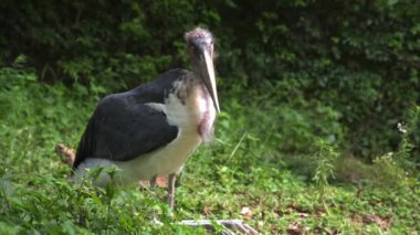African marabou stork large wading bird with huge neck and chin looks at camera.