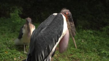African marabou stork large wading bird with huge neck and chin, walks in jungle..