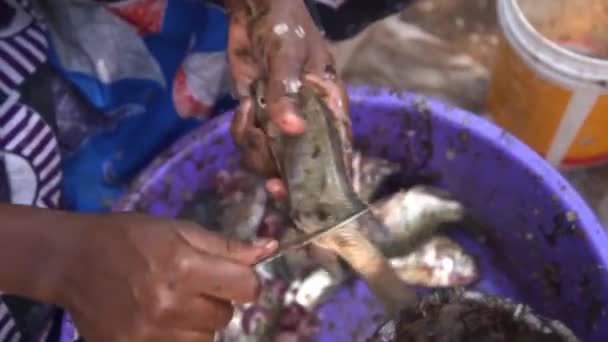 Womans Hands Gutt Fish Cut Head Tail Preparation Cooking Clean — Stock Video