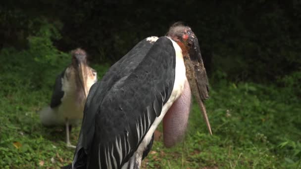 African Marabou Stork Large Wading Bird Huge Neck Chin Walks — Video Stock