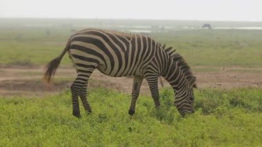 African zebras plucking, eating green grass in the prairie black and white horse..