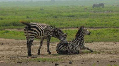 One zebra is helping second to get up and then roll on ground going crazy fun..