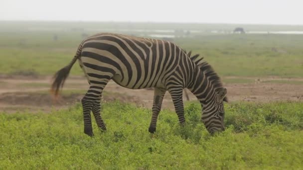African Zebras Plucking Eating Green Grass Prairie Black White Horse — Video Stock