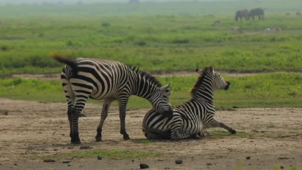 One Zebra Helping Second Get Roll Ground Going Crazy Fun — Vídeo de Stock