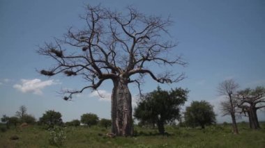Adansonia digitata, small African baobab tree, dry with birds flying around...